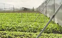 Dòng vốn ngân hàng hỗ trợ doanh nghiệp nông nghiệp sạch