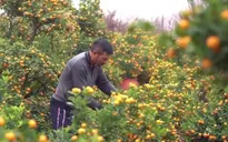Làng quất cảnh lớn nhất Hà Nội tất bật vụ Tết