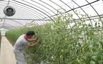 Nông nghiệp thông minh ngày càng phổ biến tại Nhật Bản