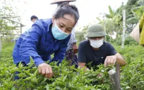 EU nới lỏng kiểm soát rau gia vị Việt Nam: Kỳ vọng thúc đẩy kim ngạch xuất khẩu rau quả