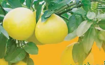 Lô bưởi Diễn xuất khẩu chính ngạch đầu tiên đến Anh