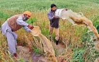 Ấn Độ: Nông nghiệp phát triển nhưng đối diện nhiều rủi ro