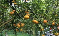 Đồng Tháp thu hồi chứng nhận 25 sản phẩm OCOP