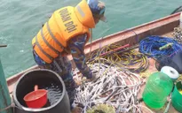 Bắt giữ kích điện và thiết bị giám sát hành trình trên tàu cá