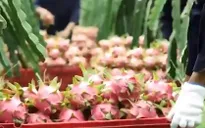 Thanh long ruột đỏ đi Nhật bị dừng đơn hàng đột ngột
