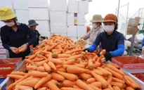 Thúc đẩy xúc tiến thương mại, gỡ khó cho xuất khẩu