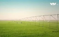 Biến sa mạc thành trang trại trồng lúa mì