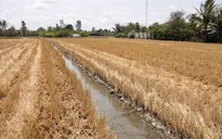 Xâm nhập mặn ở đồng bằng sông Cửu Long gia tăng