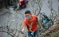 Người Hà Nội chi bạc triệu chơi hoa lê rừng sau Tết