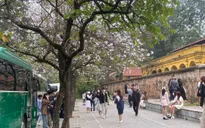 Người dân Hà Nội nô nức chụp ảnh cùng hoa Ban