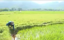 Quảng Ngãi: Gia tăng nạn chuột phá hoại vụ Đông Xuân