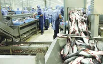 Xuất khẩu cá tra giảm mạnh