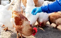 TP. Hồ Chí Minh tăng cường các hoạt động giám sát dịch cúm A (H5N1)