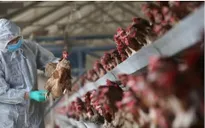 Viện Pasteur TP Hồ Chí Minh có công văn khẩn về giám sát viêm phổi nặng liên quan đến H5N1