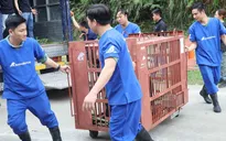 Cứu hộ 5 cá thể gấu ngựa sau hơn 20 năm bị nuôi nhốt ở Hà Nội