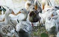 Campuchia: 12 người tiếp xúc với bệnh nhân tử vong do H5N1