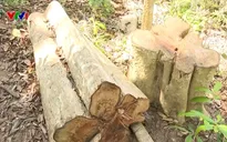 Tìm được đối tượng phá rừng Kông Chro
