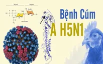 Giám sát chặt người nhập cảnh từ vùng có dịch cúm A(H5N1)