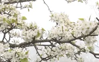 Mùa hoa lê thơ mộng ở Tuyên Quang