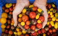 Anh hối thúc kiểm soát sản xuất lương thực