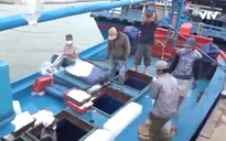 Phú Yên: Ngư dân câu cá ngừ mở biển