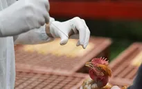 WHO đánh giá nguy cơ đối với con người từ dịch cúm gia cầm