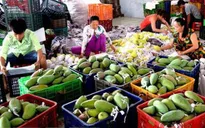 Xuất khẩu rau quả - Điểm sáng của nông nghiệp Việt Nam