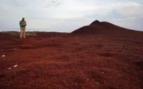 Tảo nở hoa bao trùm đe dọa không gian ở vịnh Mexico và Caribe
