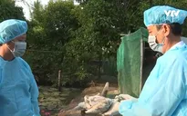 Cần Thơ đẩy nhanh tiêm vaccine cúm gia cầm