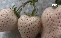 Độc đáo dâu tây trắng ở Nhật Bản