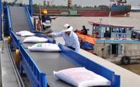 Gạo xuất khẩu Việt Nam hướng tới tăng trưởng bền vững