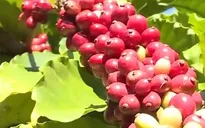 Nhiều nông dân trồng cà phê vẫn “mơ hồ” về chỉ dẫn địa lý