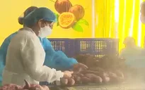 Doanh nghiệp nông sản nỗ lực tuân thủ quy định thị trường Trung Quốc