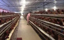 3.000 hộ chăn nuôi tại Đồng Nai phải di dời
