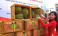 Cần Thơ xuất lô sầu riêng chính ngạch đầu tiên sang Trung Quốc