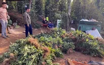 Phát hiện hơn 500 cây cần sa trồng trong nương rẫy