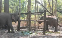 Thêm 2 cá thể voi nhà tham gia mô hình du lịch thân thiện không cưỡi voi