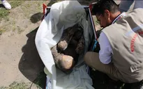 Peru: Phát hiện... xác ướp niên đại hàng trăm năm trong túi của người giao hàng