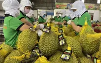 246 mã số vùng trồng sầu riêng được phê duyệt xuất khẩu Trung Quốc