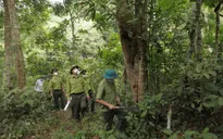 Ngày Quốc tế về rừng: Rừng và Sức khỏe