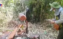 Khẩn trương điều tra, xử lý vụ khai thác gỗ giữa rừng phòng hộ