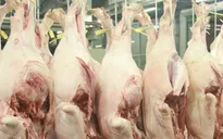 Lào tạm ngừng nhập khẩu thịt lợn từ Việt Nam