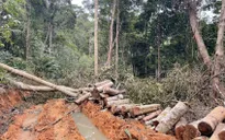 Khởi tố vụ phá rừng ở Khánh Hòa