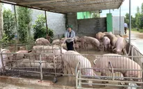 Giá lợn hơi thấp, người chăn nuôi lỗ nặng