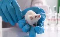 Tạo ra chuột con từ 2 chuột đực