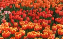Vườn hoa lớn nhất thế giới tại Hà Lan mở cửa đón khách