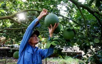 Địa phương chủ động cấp mã số vùng trồng, cơ sở đóng gói