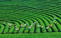 Nữ doanh nhân Việt Nam và chiến lược tăng trưởng xanh