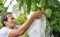Phân cấp mạnh cho cơ sở cấp và quản lý mã số vùng trồng