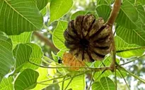 Khẩn trương phòng chống ngộ độc thực phẩm do ăn hoa, quả có độc tố